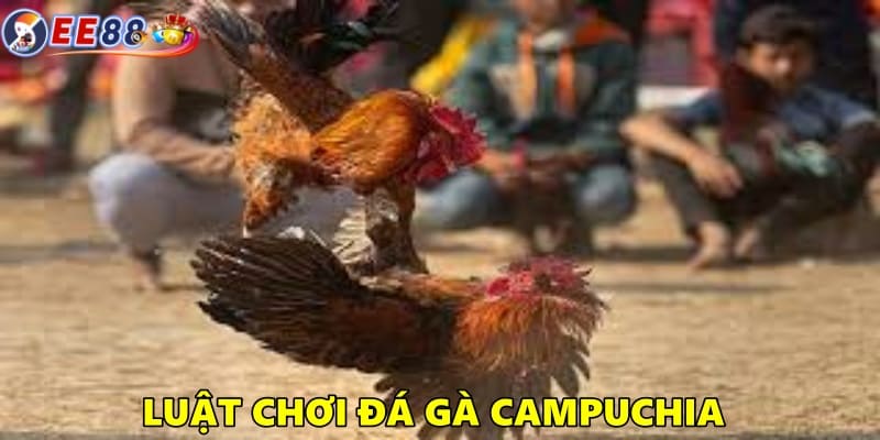 Luật chơi đá gà Campuchia người chơi bắt buộc phải tuân thủ