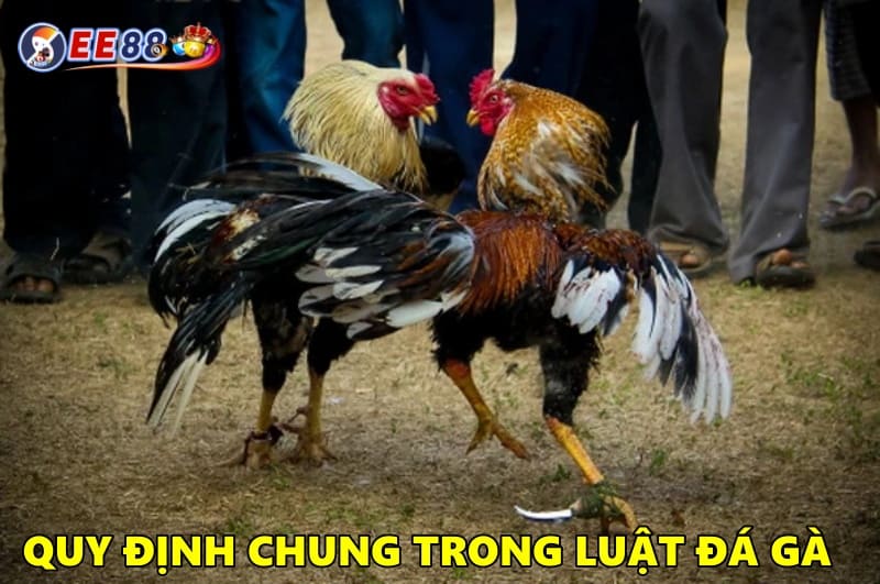 Các quy định chung trong luật đá gà